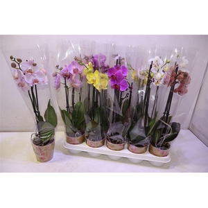 Phal Gem 6 Kl