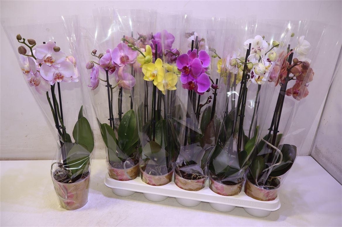 <h4>Phal Gem 6 Kl</h4>