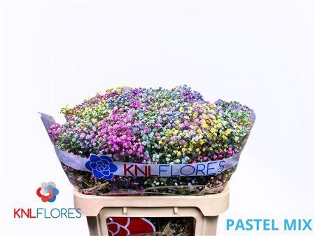 <h4>GYPS KLB H% PASTEL MIX 80/40GR</h4>