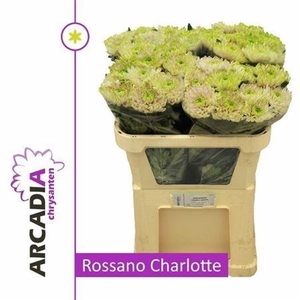 Chr G Ross Charlotte