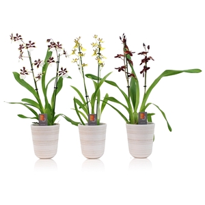 Inca Orchid mix 2-3 spike in kraspot wit