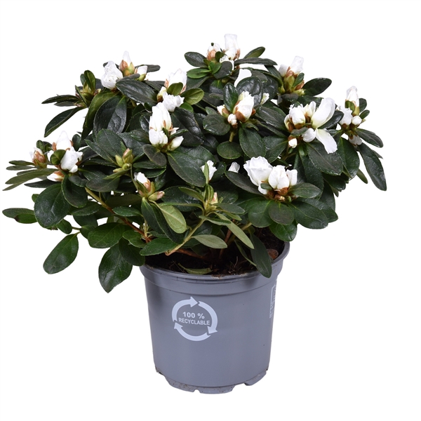 <h4>Azalea Vogel wit 12cm</h4>