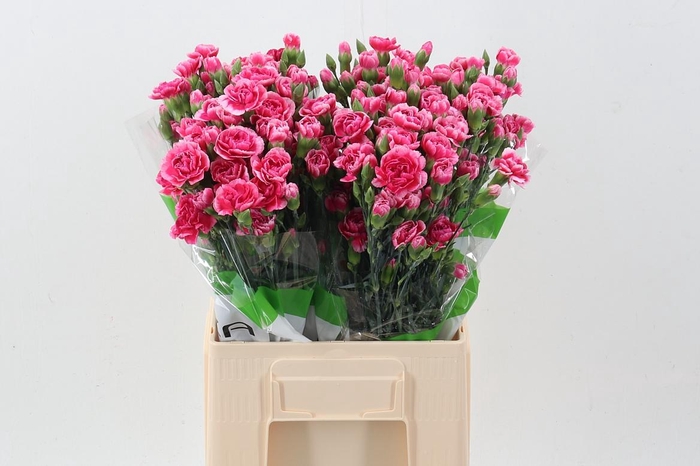 <h4>Di Tr Cosmo Cherry x20</h4>