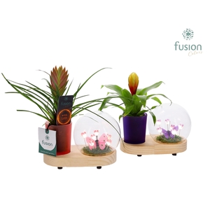 LED Lichtbal Bloemen houten planter met Bromelia