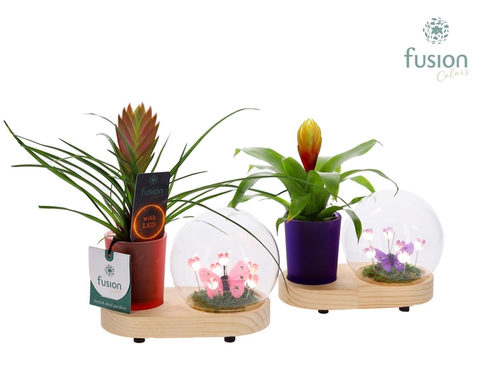 <h4>LED Lichtbal Bloemen houten planter met Bromelia</h4>