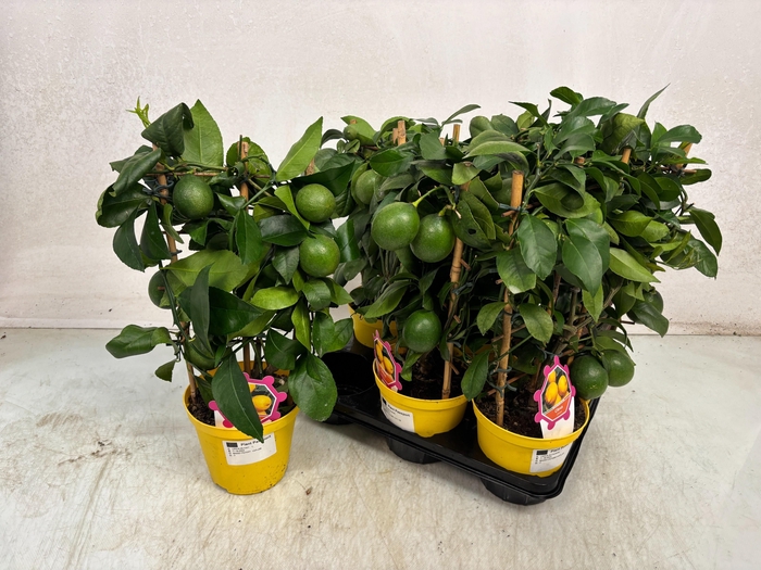 <h4>CITR LIMON</h4>