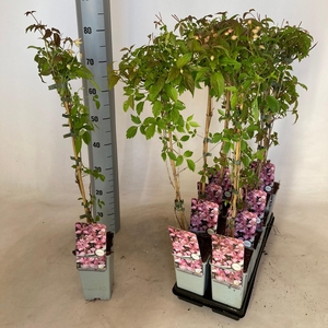 CLEM MO BROUGHT STAR