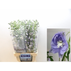 Delph Magical Lavender Kisima