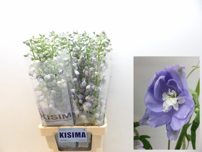 <h4>Delph Magical Lavender Kisima</h4>
