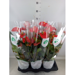 Anthurium andr. 'Arebo'