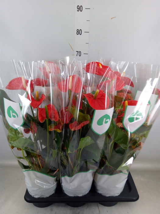 <h4>Anthurium andr. 'Arebo'</h4>