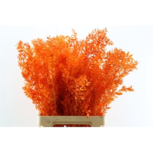 Pres Ruscus Orange P Stem