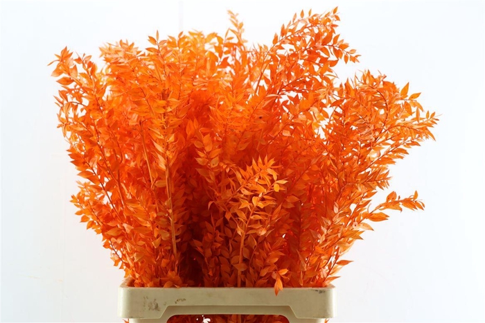 <h4>Pres Ruscus Orange P Stem</h4>