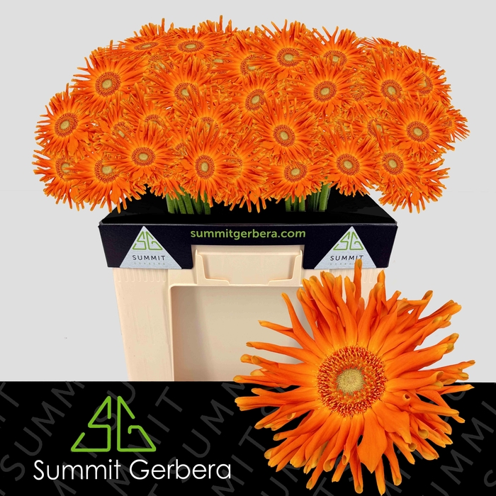 <h4>Gerbera Pasta Marinara Water</h4>