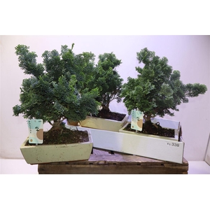 Bonsai Ov In Keramiek