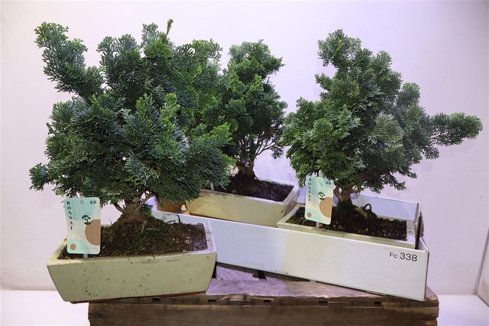 <h4>Bonsai Ov In Keramiek</h4>