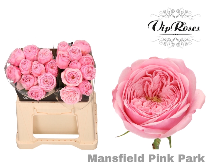<h4>R KL PINK MANSFI PARK x20</h4>