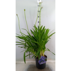 Agapanthus TR 'Dr. Brouwer'