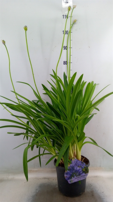 <h4>Agapanthus TR 'Dr. Brouwer'</h4>
