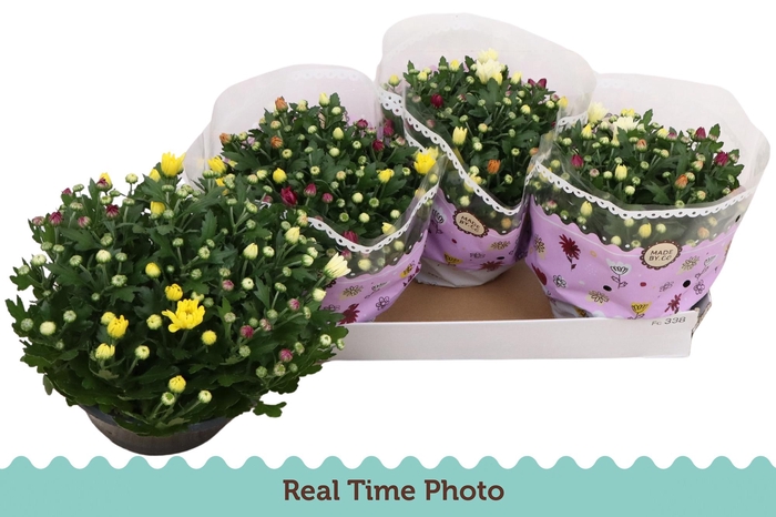 <h4>CHRYS GEM IN POT</h4>