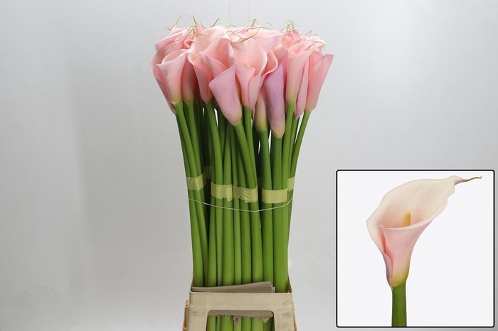 <h4>ZANT AE EYD PINK</h4>