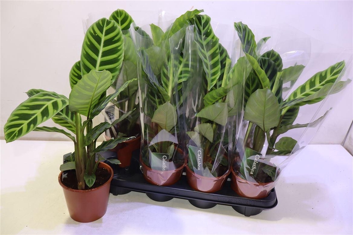 <h4>Calat Zebrina</h4>