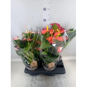 Anthurium   ...mix 4