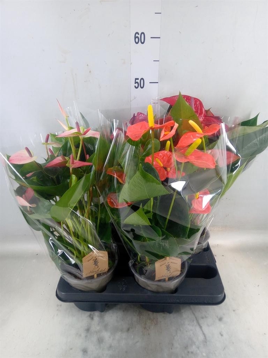 <h4>Anthurium   ...mix 4</h4>
