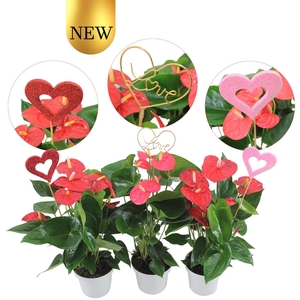 Anthurium Flamingomix 14cm met hartjesstekers