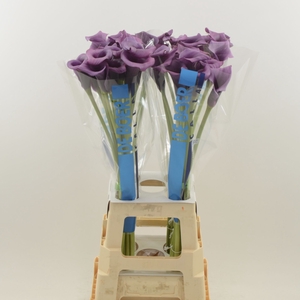 Calla Ranomi