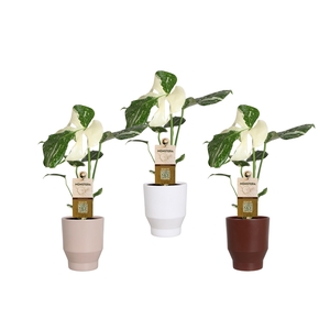 MONSTERA DEL VARIEGA