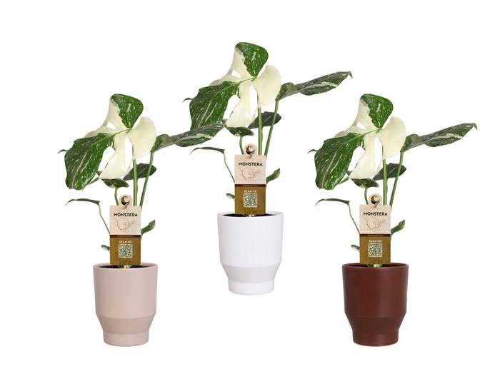 <h4>MONSTERA DEL VARIEGA</h4>