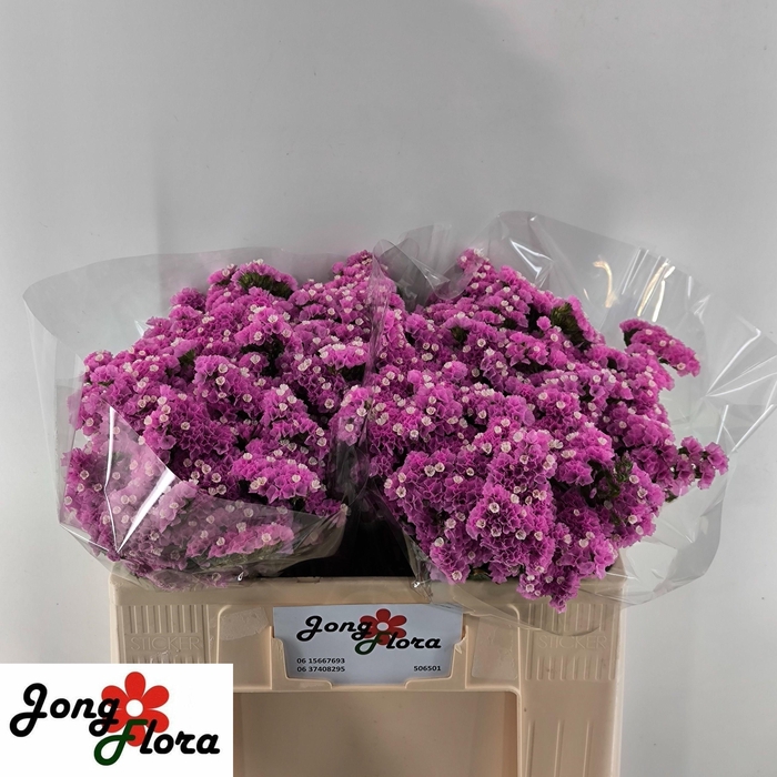 <h4>LIM S MUSICAL WINGS</h4>