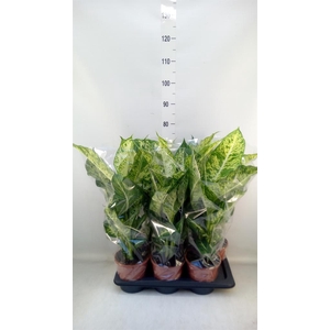 Dieffenbachia  'Mars'