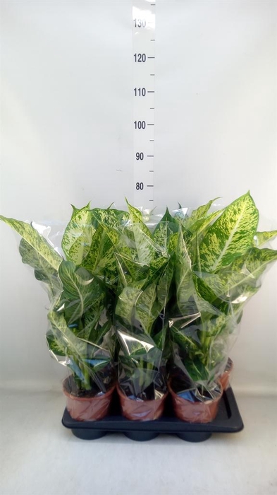 <h4>Dieffenbachia  'Mars'</h4>