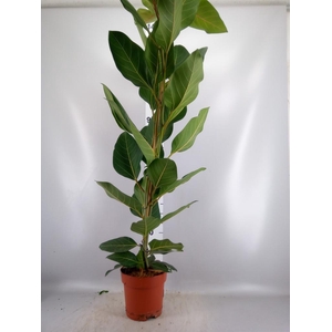 Ficus benghalensis 'Joy'