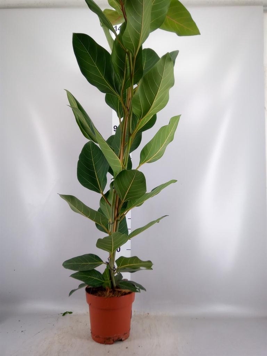 <h4>Ficus benghalensis 'Joy'</h4>