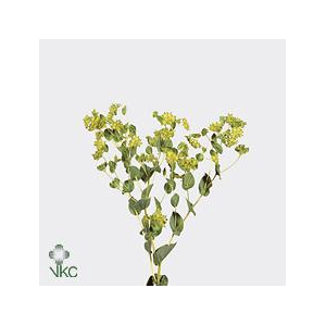 Bupleurum griffithii