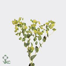 <h4>Bupleurum griffithii</h4>