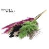 Pampas Grass 70cm 10st/bunch Colourful 8