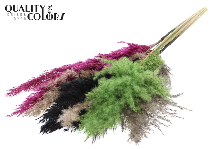 Pampas Grass 70cm 10st/bunch Colourful 8