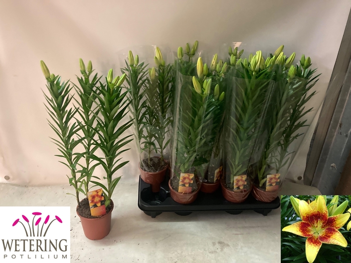 <h4>LIL AS TINY NUGGET</h4>