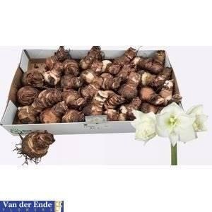 <h4>Bloembol Amaryllis Wit</h4>