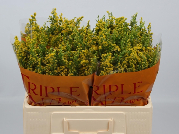 <h4>SOLI SUNNY GLORY</h4>