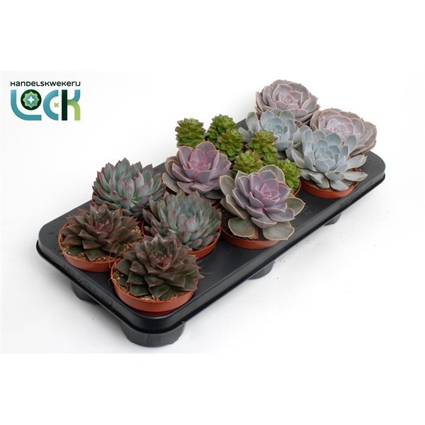 <h4>Echeveria Mix</h4>