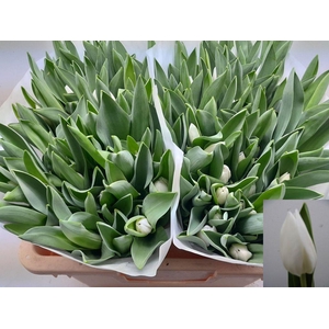 Tulipa si royal virgin