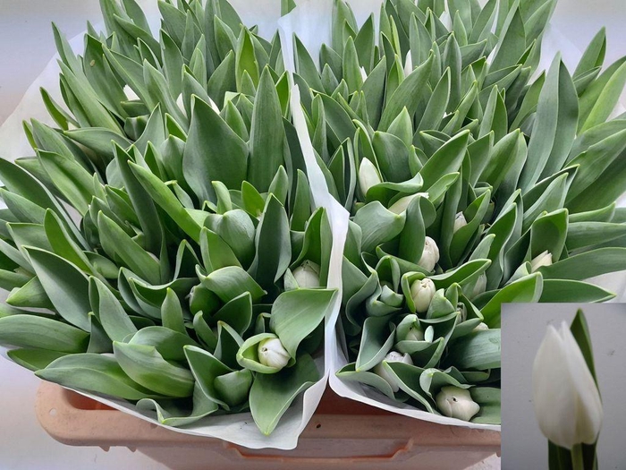 <h4>Tulipa si royal virgin</h4>