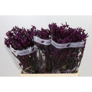 Anigozanthos Bush Merlot