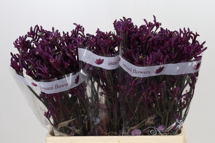 <h4>Anigozanthos Bush Merlot</h4>