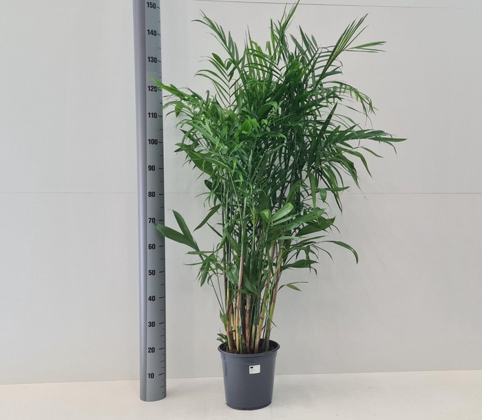 <h4>CHAMAED SEIFRIZII</h4>